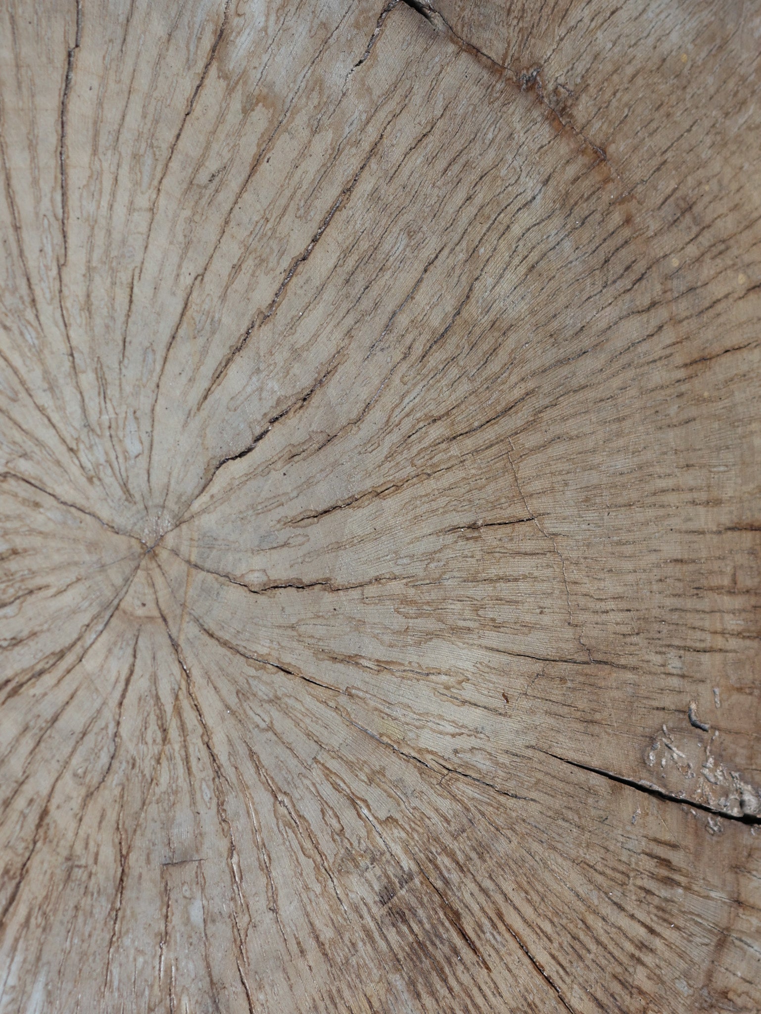Tree Stump End Table, c. 21st Century